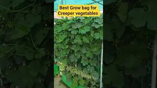 Thumbnail: Best Grow bag for Creeper vegetables #gharparkheti #gardening #terracegardenindia #growbaggardening