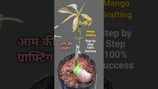 Thumbnail: आम की कलम 9 दिन में / आम की ग्राफ्टिंग / कैसे करे / Mango Grafting Easy Techniques