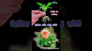 Thumbnail: डेहलिया कटिंग ऐसे लगाओ 100% लगेगी / Dahlia Plant By Cutting #gardening #trending #gardeningideas