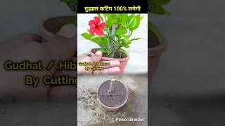 Thumbnail: गुड़हल कटिंग कभी फेल नहीं होगी #gardening #गुड़हल #hibiscus #gardeningideas