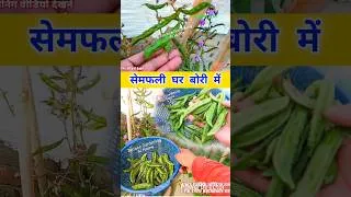 Thumbnail: सेमफली लगाए घर ग्रो बैग में #gardening #growingvegetables #kitchengarden #gardeningideas