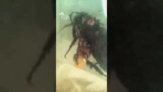 Thumbnail: Why Bumblebees have to worry about "Chest Bursters" form "Alien"