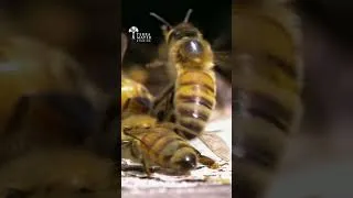 Thumbnail: Africanised Bees have the Most Ruthless Corporate Takeover in Nature 👑