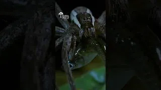 Thumbnail: Ever Seen a Spider Catch a Fish?? 🕷️🐟