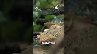 Thumbnail: Stealth Turtle Devours Fish in Milliseconds! #camouflage #hunting #shorts