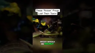 Thumbnail: Are Dart Frogs Safe To Keep? 🐸