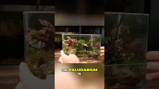 Thumbnail: How To Make a No-Filter Paludarium!