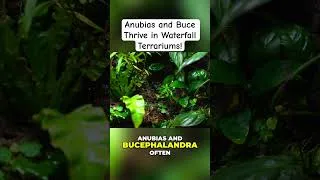 Thumbnail: Growing Anubias & Bucephalandra in a Dart Frog Ecosystem