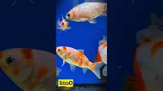 Thumbnail: Your fish are smarter than you think! 🧠 #shorts #Goldfish #AquariumScience #TetraUK #FishKeeping