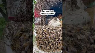 Thumbnail: How to Find the Queen Bee