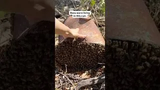 Thumbnail: Can of Bees Update, One Year Later