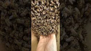 Thumbnail: Scoop of Bees