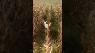 Thumbnail: A Crop Consumed | Deer Damaged Corn