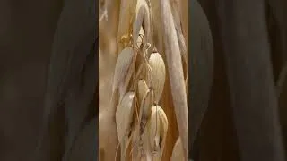 Thumbnail: An Oat-standing Crop | Texas Oat Harvest 2026