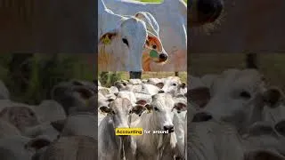 Thumbnail: This Country Has The Most Cattle on Earth!