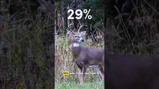 Thumbnail: Cattle Eat 40% Of Corn In This Country!!
