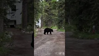 Thumbnail: We Finally Saw Our First Bear in Canada! 🐻