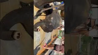Thumbnail: Phuket Pt.16🐘Elephant Wildlife Sanctuary - 3