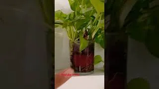 Thumbnail: Money plant Pothos Growing youtube tricks ~ Thicker bushy money plant