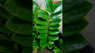 Thumbnail: Zzplant #ytshorts #youtube #viral