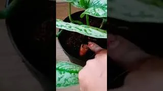 Thumbnail: Pothos mone plant #gardening #viral #youtube
