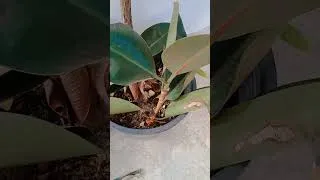 Thumbnail: Rubber plant रबर प्लांट (Rabar Plant)#shorts #viral #youtube