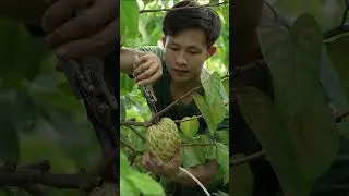 Thumbnail: Harvesting giant custard apples, and harvesting ripe bananas