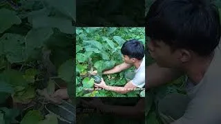 Thumbnail: 120 days of growing melons in the forest, without pesticides, to supply the market.