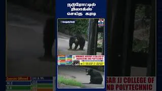 Thumbnail: Kotagiri  | Nilgiris | Bear | WildBear