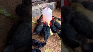 Thumbnail: In my mini Farm #shorts #minifarm #chicken