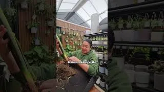 Thumbnail: Sanseveria Repot 🌿