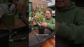 Thumbnail: Begonia Maculata repot