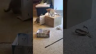 Thumbnail: Tiny box for the tiny boy #kitten