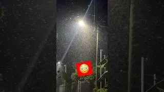 Thumbnail: This is how you know rainy season is here in Vietnam 🇻🇳 #rainyday #bugs #vietnam #viralvideo