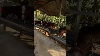 Thumbnail: Horse farm here in Vietnam 🇻🇳 #horse #country #coffee #farming #sunset #viralvideo #shorts