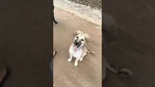 Thumbnail: Meet Captain 🐶 we RESCUED him here in Vietnam 🇻🇳 #rescue #rescuedog #puppy #love #viralvideo