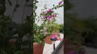 Thumbnail: My gorgeous patio umbrella finally arrived!  ⛱️ #gardening #garden #patio #umbrella
