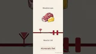Thumbnail: How Plant Based Diets Reverse Insulin Resistance