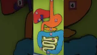 Thumbnail: 3D Digestive System Project: Step-by-Step Guide | Easy Science Fair Project: Digestive System Model