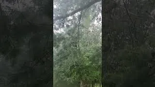 Thumbnail: I Found A Storm #rain #thunder #weather #nature #peaceful