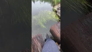 Thumbnail: Sitting By The Creek #relaxing #adventure #ambience #creek #plants