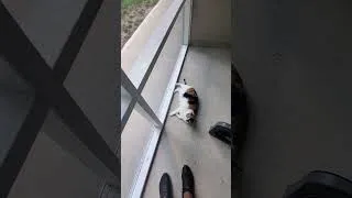 Thumbnail: I Found A Bug #bug #guest #dogs #cat #pets