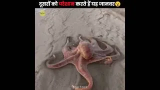 Thumbnail: These Animals Annoy Others 😧