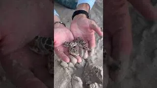 Thumbnail: Exotic Fish🐠Caught in Creepy Tide Pool🦑
