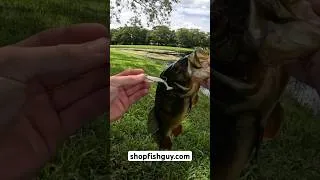 Thumbnail: Catch Fish 🎣 Every Time!🍬