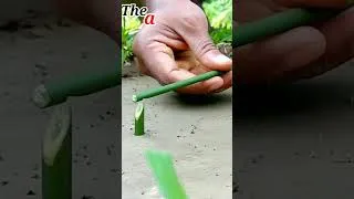 Thumbnail: new bird trap shortcut