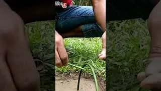 Thumbnail: how to make bird trap shortcut,,