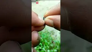 Thumbnail: bird trap in deep forest shortcut,,,