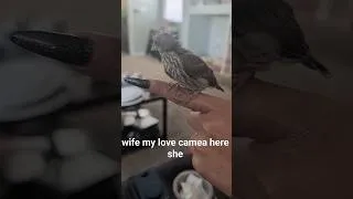 Thumbnail: bird life