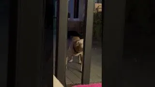 Thumbnail: My Mexican Dog asking me to open door